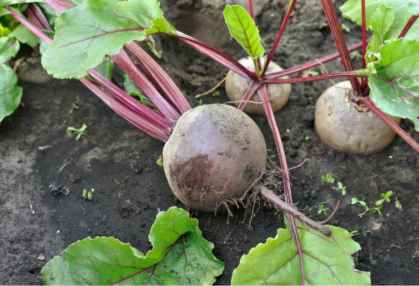 Beetroot Harvest